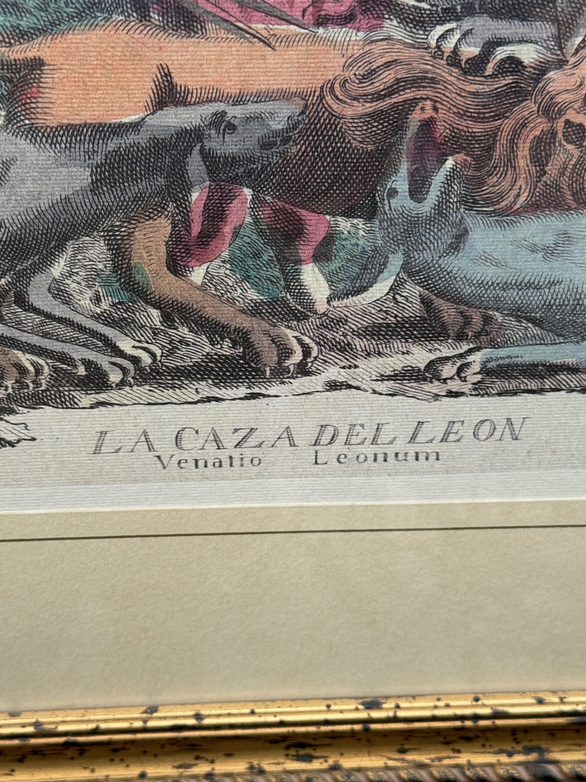 Rycina polowanie na lwa La Caza del Leon w ramie